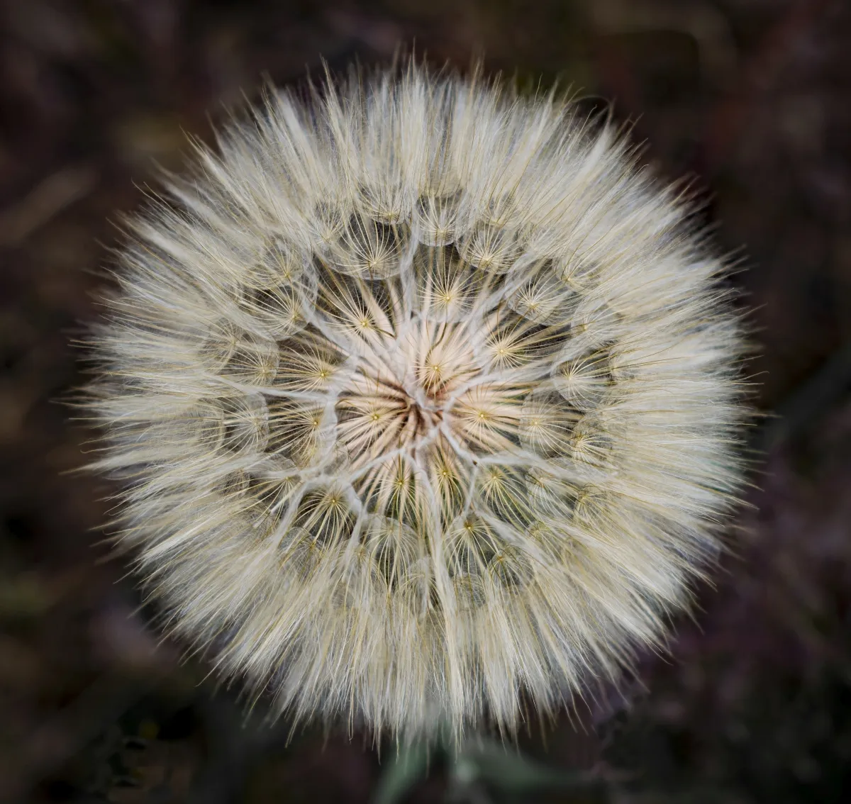 Close-up of a dandelion seed head